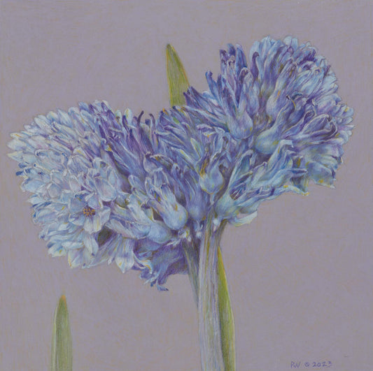 Hyacinth Study