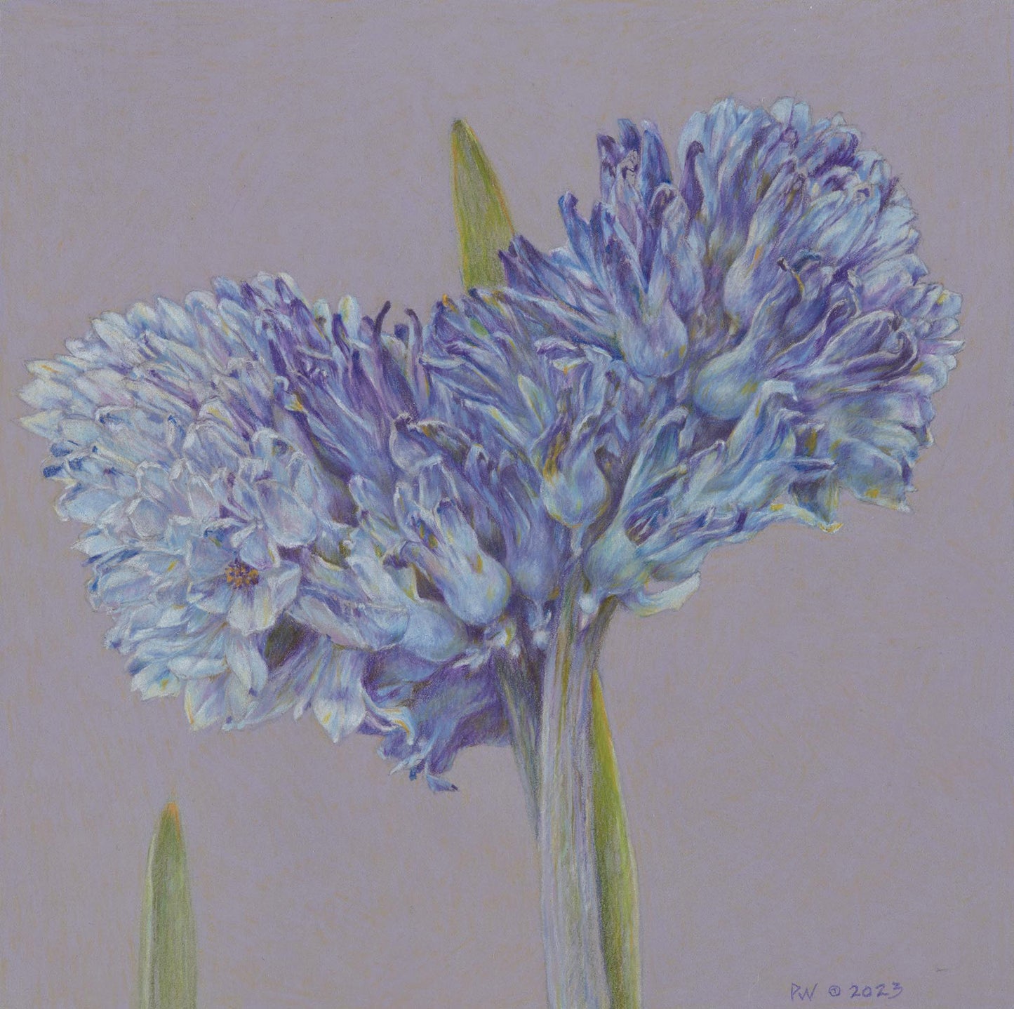 Hyacinth Study